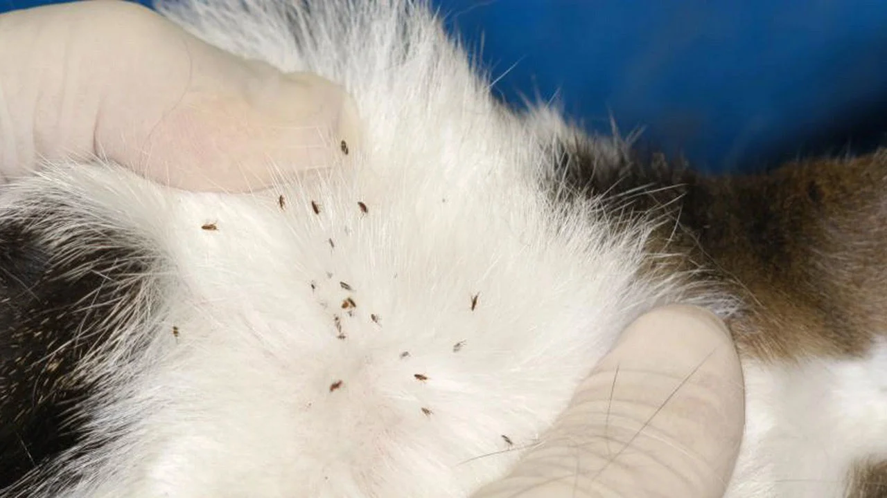 Kedi Piresi İlaçlama